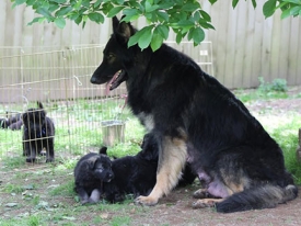 2013-cj-wk5-3